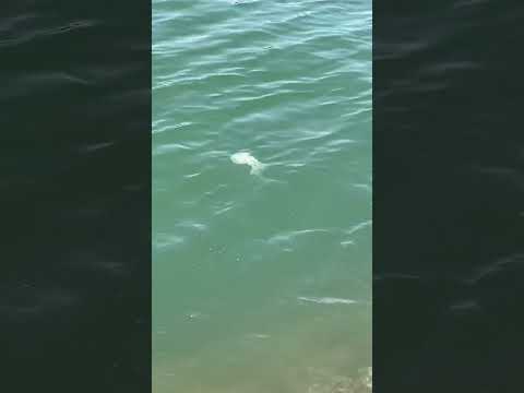 Why you shouldn’t swim at Batu Ferringhi beach in #penang #pulaupinang #malaysia #jellyfish