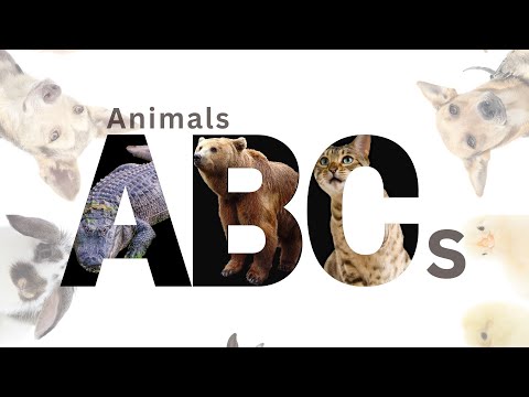 Alphabet Animals | Learn the ABCs with Animals | Educational ABC Animal Phonics for Kids