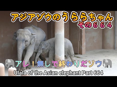 アジアゾウのうららちゃん（６６４）🐘アレ！無しで終わりだゾウ🐘（東山動植物園）Ulala of the Asian elephant Part 664