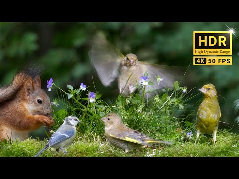 79min of Nature Escape with Adorable Little Birds, Red Squirrels and Forest Bird Sounds (4K HDR)