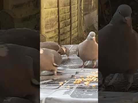 Shahar Munir  is live wood doves 🕊️ 🕊️🕊️eating food 😱😱