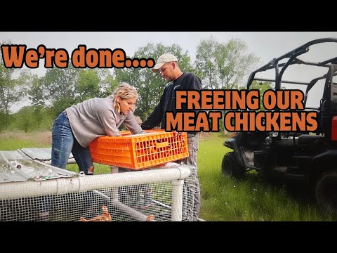 We’re Done… Freeing Our Meat Chickens! *CHICKEN TRACTOR BUILD UPDATE*