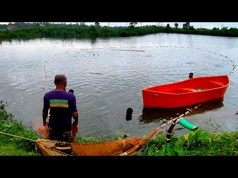 গ্রামের পুকুরে বেড জাল পেলে মাছ ধরা চলছে | Amazing Net Fishing Video