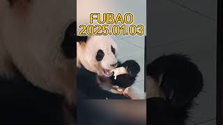 FUBAO 2025.01.03 #pandachina #cute #chinapanda #cutepanda #panda #animals