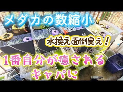 【メダカ】めだかの種類を縮小して減らす🥹苦渋の決断😭1番自分が癒されるキャパに😺増えすぎて水換え大変🥵#ビオトープ #飼育#夏