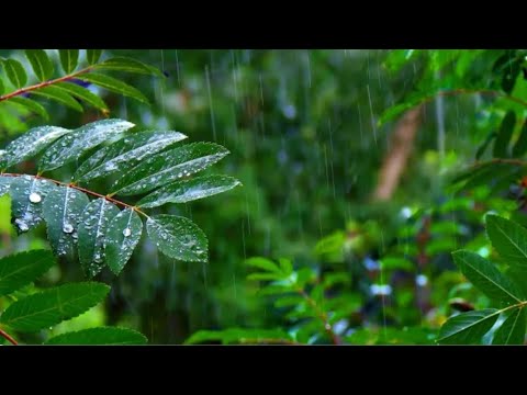 Forest Raindrops Natural beautiful Songs Rain #shorts