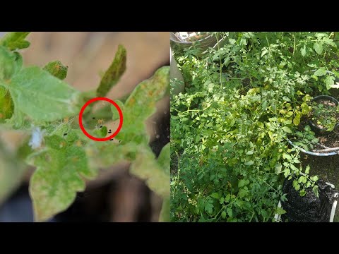 Tiny spidermites infest and kill cherry tomato plants