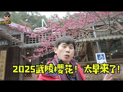 提姆微旅行 | 2025武陵櫻花季 我們來早了！ | 開箱新富野大飯店 | 散散步也不錯