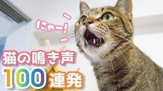 【猫の鳴き声】こう鳴いてきたら大好きの証！メス猫の可愛い鳴き声100連発　猫が寄ってくる鳴き声