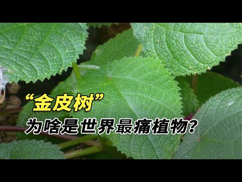 世上最毒植物有多厲害？美國大兵被痛到自盡，戴防毒面具才敢靠近