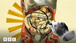 How your gut microbes shape your health | BBC Global