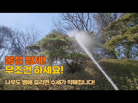 봄철방제! 무조건 하세요! 나무도 병에 걸리면 수세가 약해집니다 / Give me some medicine for a healthy tree