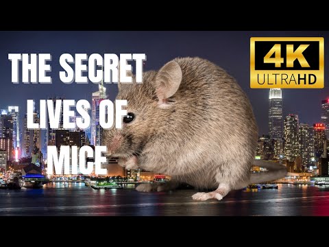 5 Mind-Blowing Mouse Facts That Will Change Everything!