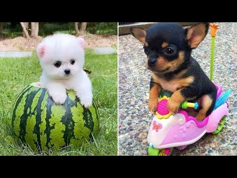 Baby Dogs 🔴 Cute and Funny Dog Videos Compilation #25 | 30 Minutes of Funny Puppy Videos 2021