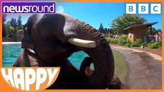 Happy News: Very happy elephant, panda gymnastics & more! | Newsround