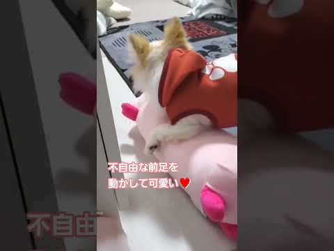 #障害犬が走る #お気に入り #ちわわ