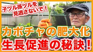 家庭菜園や農園のカボチャ栽培で肥大化促進！子ヅル孫ヅルの摘芯で大きなカボチャの育て方を徹底解説！【農家直伝】Pumpkin cultivation tips.