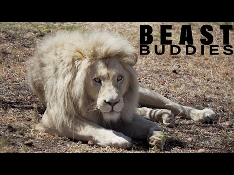 Meet Sam - My 600lb White Lion | BEAST BUDDIES