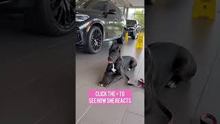 Cane Corso in a BMW showroom☠️ #canecorso #shorts