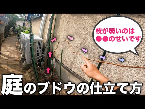 【ブドウの剪定】農家みたいに棚に仕立てなくても良いんです