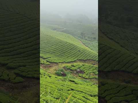 MUNNAR TRIP SURROUNDINGS @LPNVLOGS #LPNVLOGS #MUNNAR #munnartrip #munnartouristplaces #kerala