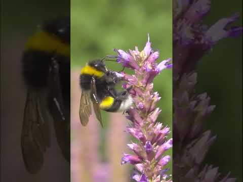 I Found the Most Spectacular Bee! - Nature Videos for Kids