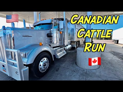 American Cattle Trucker Goes To Canada