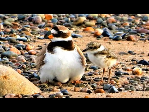 Common RINGED PLOVERS 👀 Brooding young.