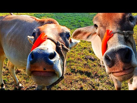 Cow Videos Kids | Kids Cow Video With Mooing Sound | cow videos village