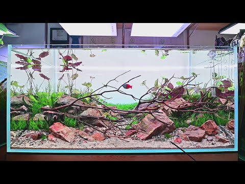 Chihiros aquascape planted tank