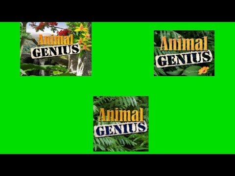 (Thanksgiving Special) Every Version of the Animal Genius Soundtrack Played at Once