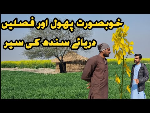 Goldan Mustard Flowers || Indus River Adventure || Wheat Crops || Natural Beauty Of My Village