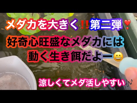 (メダカ)この時期メダカを大きく第二弾！休日のメダ活楽しんで😄動く物にはメダカの本能‼️