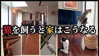 【これが現実】保護猫と暮らし始めて５年、家はこうなります。