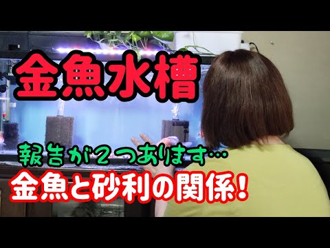 [金魚]　砂利を敷き詰めた水槽とベアタンク…メリットとデメリット　調べてみました。今我が家の水槽レイアウト…最後に次回の予告！　#goidfish