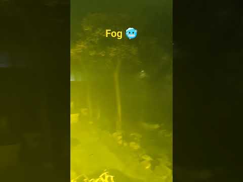 Too Much Fog last Night in Faisalabad #shorts #viralvideo #viralshorts