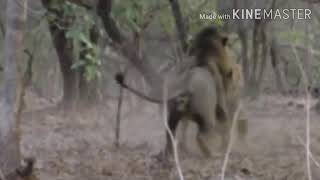 Asiatic lions fighting