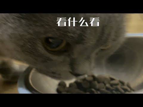 能不能让猫好好吃个饭 🙄能不