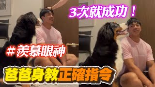 爸身教完美示範正確指令　聰明伯恩山犬3次就聽懂！｜寵物動物｜狗狗｜精選影片