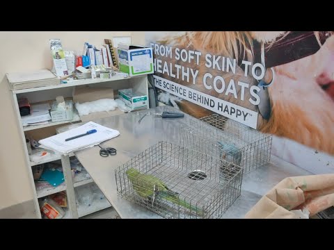 Tulio not feeling well so I take him to the hospital tamil vlog | my parrot is sick | Kumar vlog