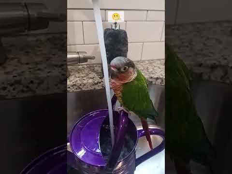 Funny parrot #shorts #bestmoments #bestfriend #cuteanimals#beautifulbirds #conure #lovebirds#funny