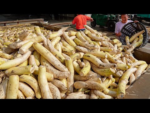 20 Tons a Day! Radish Harvest, Preserved Dried Radish Mass Production Process / 菜脯量產工廠 -Food Factory