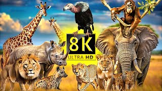 8K Animal World: Discovery Wonderful Wildlife African with Calming Piano Music & Bird Sounds Relax