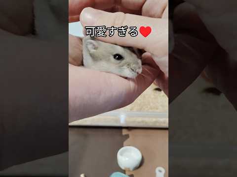 なつくようになってきたハムスター（ピク）#ハムスター #hamsters #ジャンガリアンハムスター #可愛い #癒し #cute #ペット #手乗りハムスター