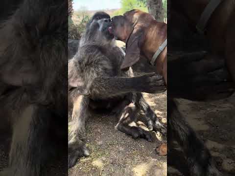 A sweet moment between a baboon and dog 🥹🥹 #animals #cuteanimals #wildlife #dog #baboon #cute