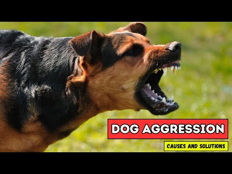 Understanding Dog Aggression: Causes and Solutions! #dogaggression #dogtraining #petcare #dogs