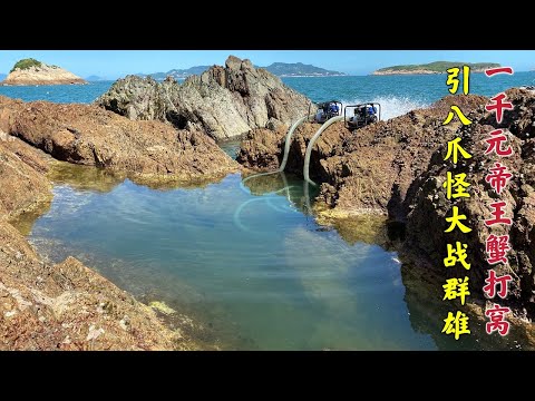 【阿向趕海】1000的帝王蟹打窩引來八爪怪大戰鯊魚、捕食石斑魚，極其囂張