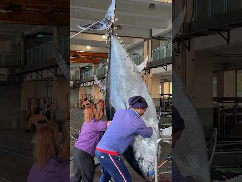 重達200公斤的巨大黑鮪魚／Amazing! Huge Bluefin Tuna-over than 200 KG