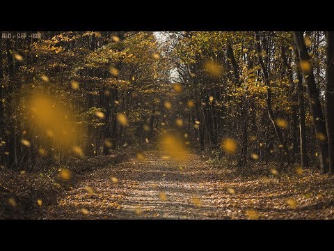 Detailed Sounds of Rustling Leaves Falling and Wind Blowing through the Forest Trees in Late Autumn