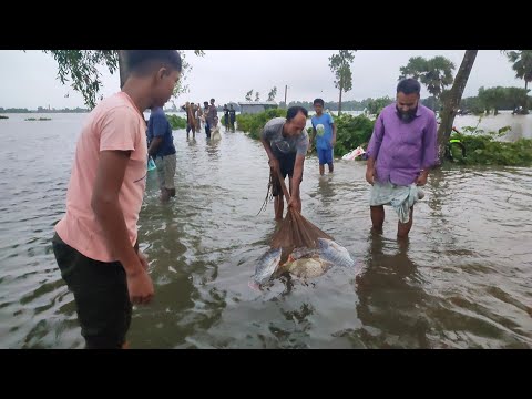 গ্রামে রাস্তায় মাছ ধরার কোশল বন্যায় রাস্তায় মাছ | Amazing catching fish in the rod #fish #fishing